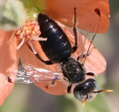 Calliopsis subalpina
