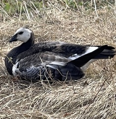 Branta leucopsis
