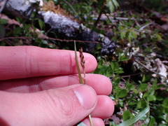 Juncus
