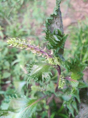 Perilla frutescens