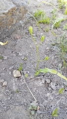 Tecophilaea violiflora