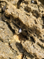 Echinolittorina ziczac
