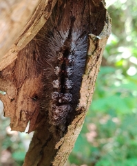 Dasychira meridionalis