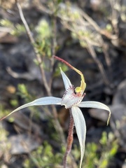 Caladenia rigida