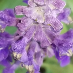 Salvia yangii