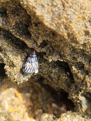 Echinolittorina ziczac