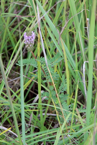 Image of Dalea foliosa by (c) psweet, some rights reserved (CC BY-SA)