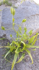 Tecophilaea violiflora