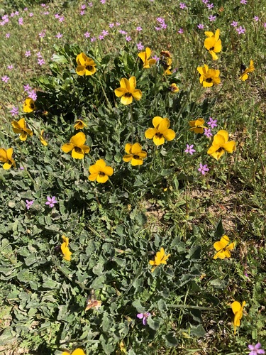 iNaturalist observation photo of California Golden Violet