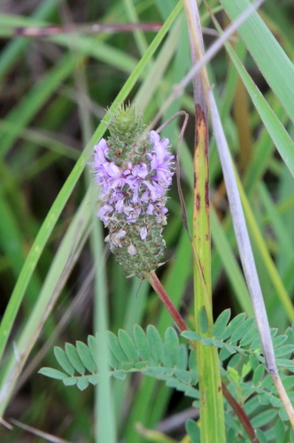 Image of Dalea foliosa by (c) psweet, some rights reserved (CC BY-SA)