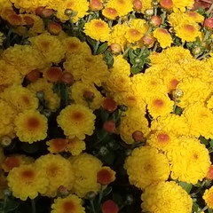 Chrysanthemum morifolium