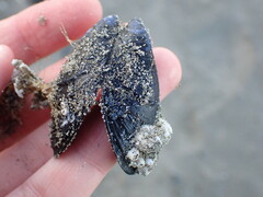 Mytilus edulis