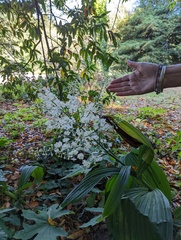 Veratrum fimbriatum