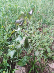 Perilla frutescens