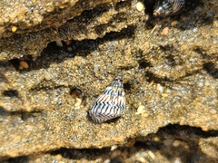 Echinolittorina ziczac