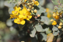 Senna artemisioides alicia