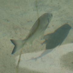 Acanthopagrus australis