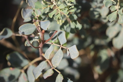 Senna artemisioides alicia