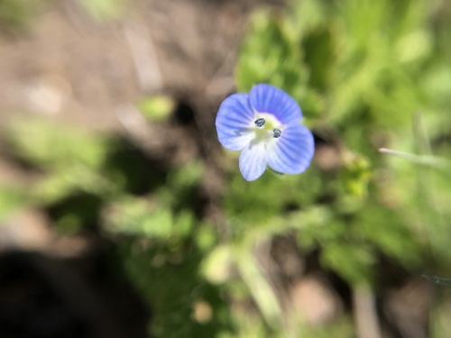 iNaturalist observation photo of bird's-eye speedwell