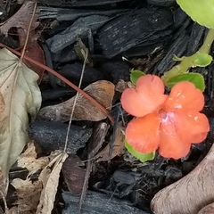 Impatiens walleriana