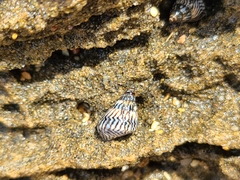 Echinolittorina ziczac