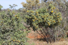 Senna artemisioides alicia