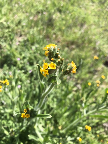 iNaturalist observation photo of Common Fiddleneck