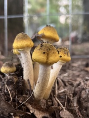 Armillaria
