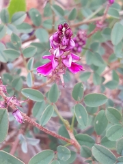Indigofera amoena