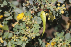 Senna artemisioides alicia