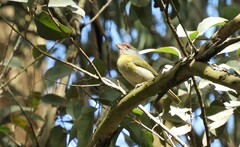 Cyclarhis gujanensis