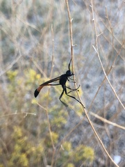 Ammophila