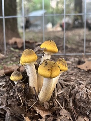 Armillaria