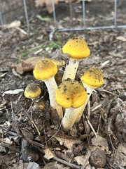 Armillaria