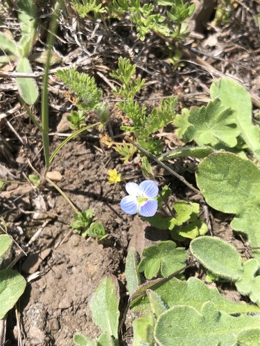 iNaturalist observation photo of bird's-eye speedwell