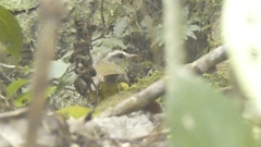 Basileuterus culicivorus