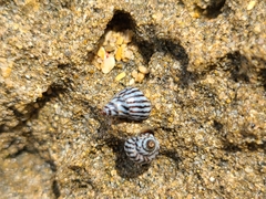 Echinolittorina ziczac
