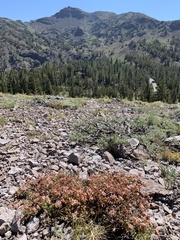 Eriogonum microtheca alpinum