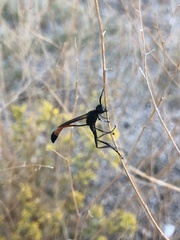 Ammophila