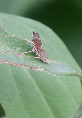 Grapholita tristrigana