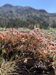 Eriogonum microtheca alpinum