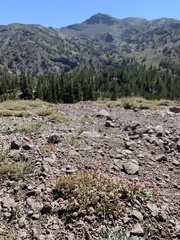 Eriogonum microtheca alpinum