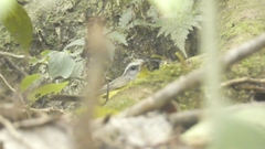 Basileuterus culicivorus