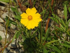 Coreopsis lanceolata