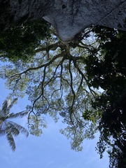 Ceiba