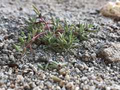 Portulaca halimoides