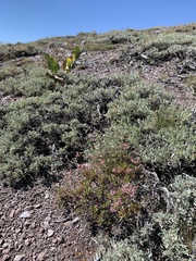 Eriogonum microtheca alpinum
