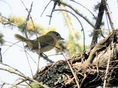 Pachyramphus viridis