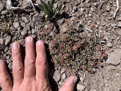 Eriogonum microtheca alpinum