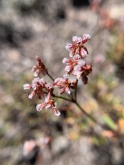 Eriogonum microtheca alpinum